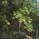 摩顿莫纳帕梅西科伊住宿加早餐旅馆 4*